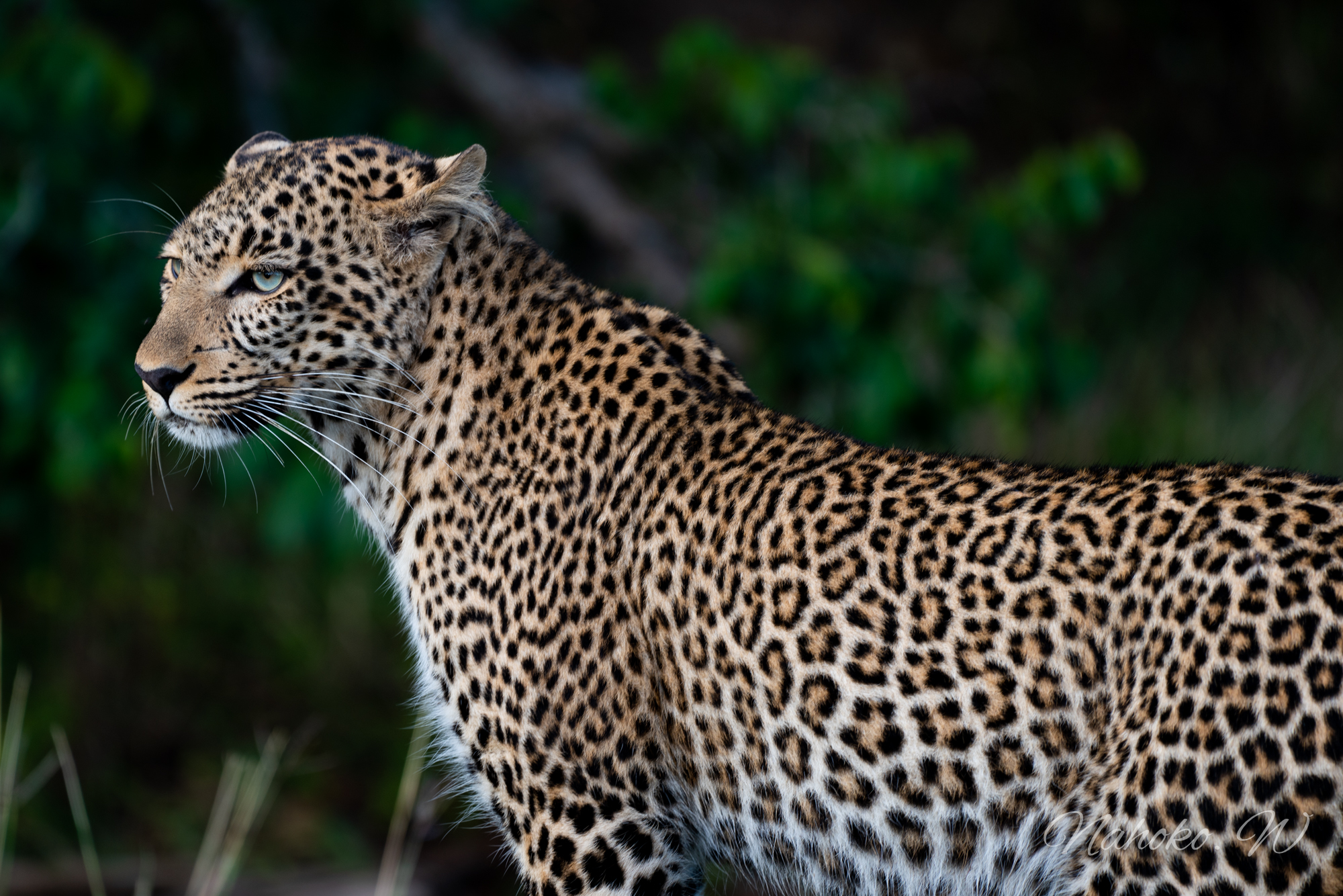 Leopard_Africa