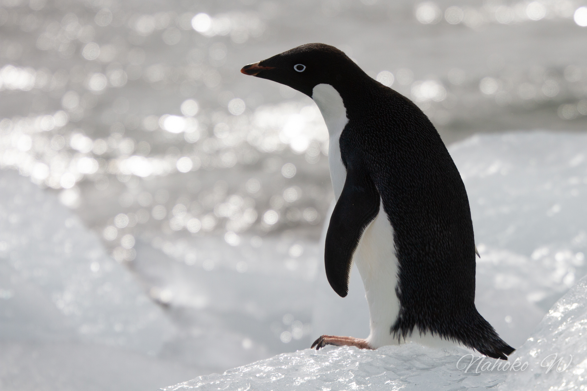 Adelie penguin_Antarctic