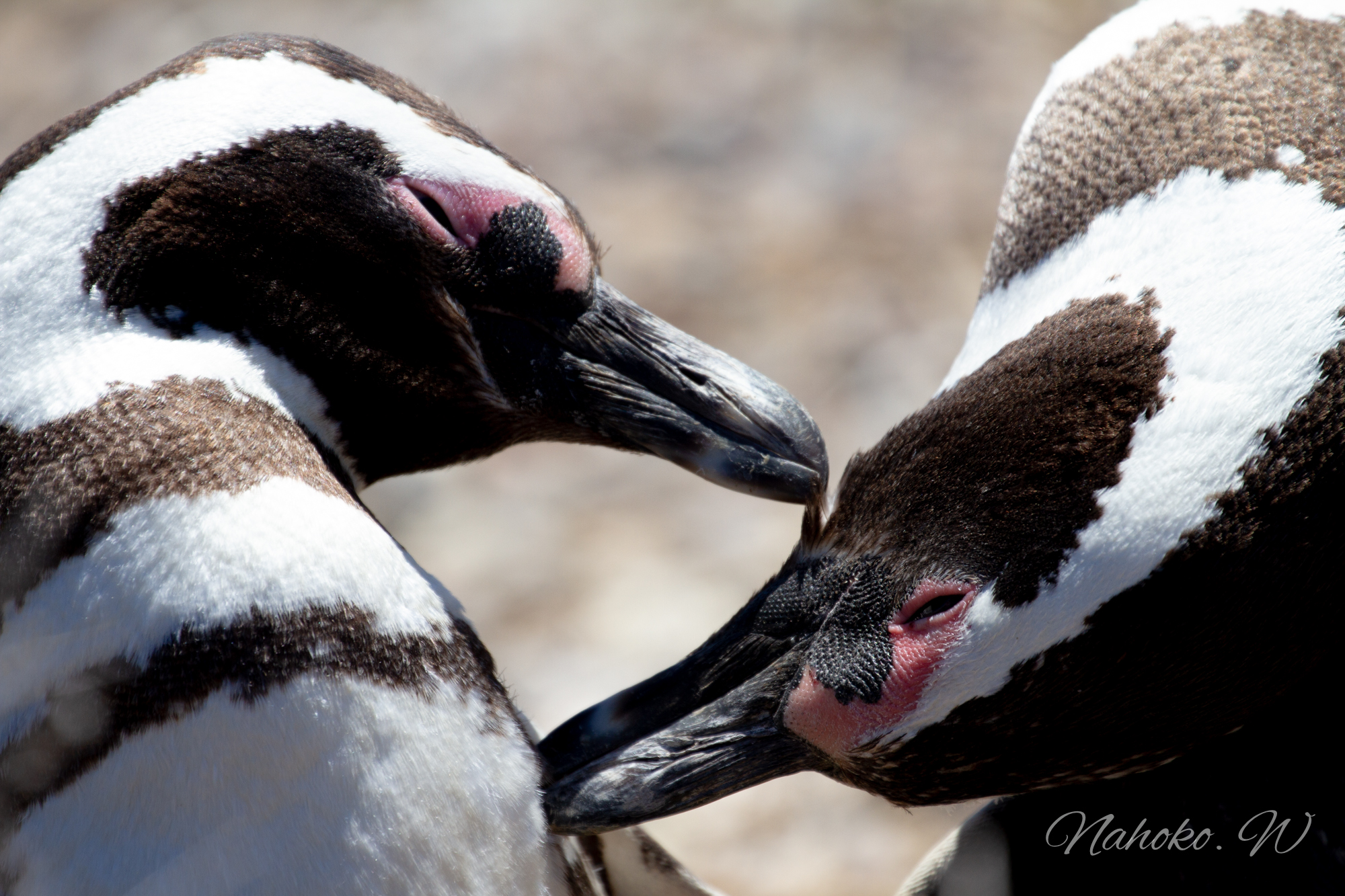 Magellanic penguin_Argentina