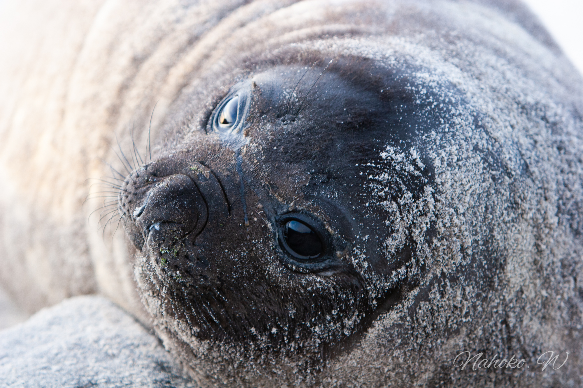 Southern elephant seal_Falkland