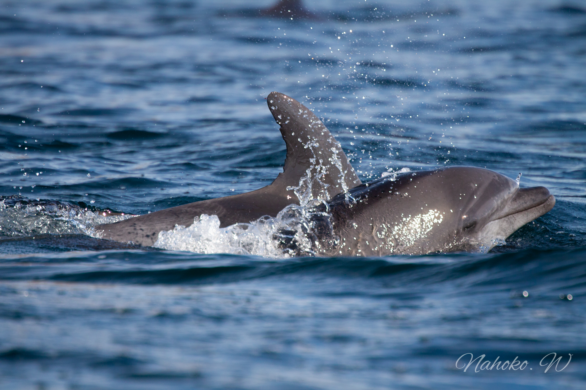 Bottlenose dolphin_Mexico