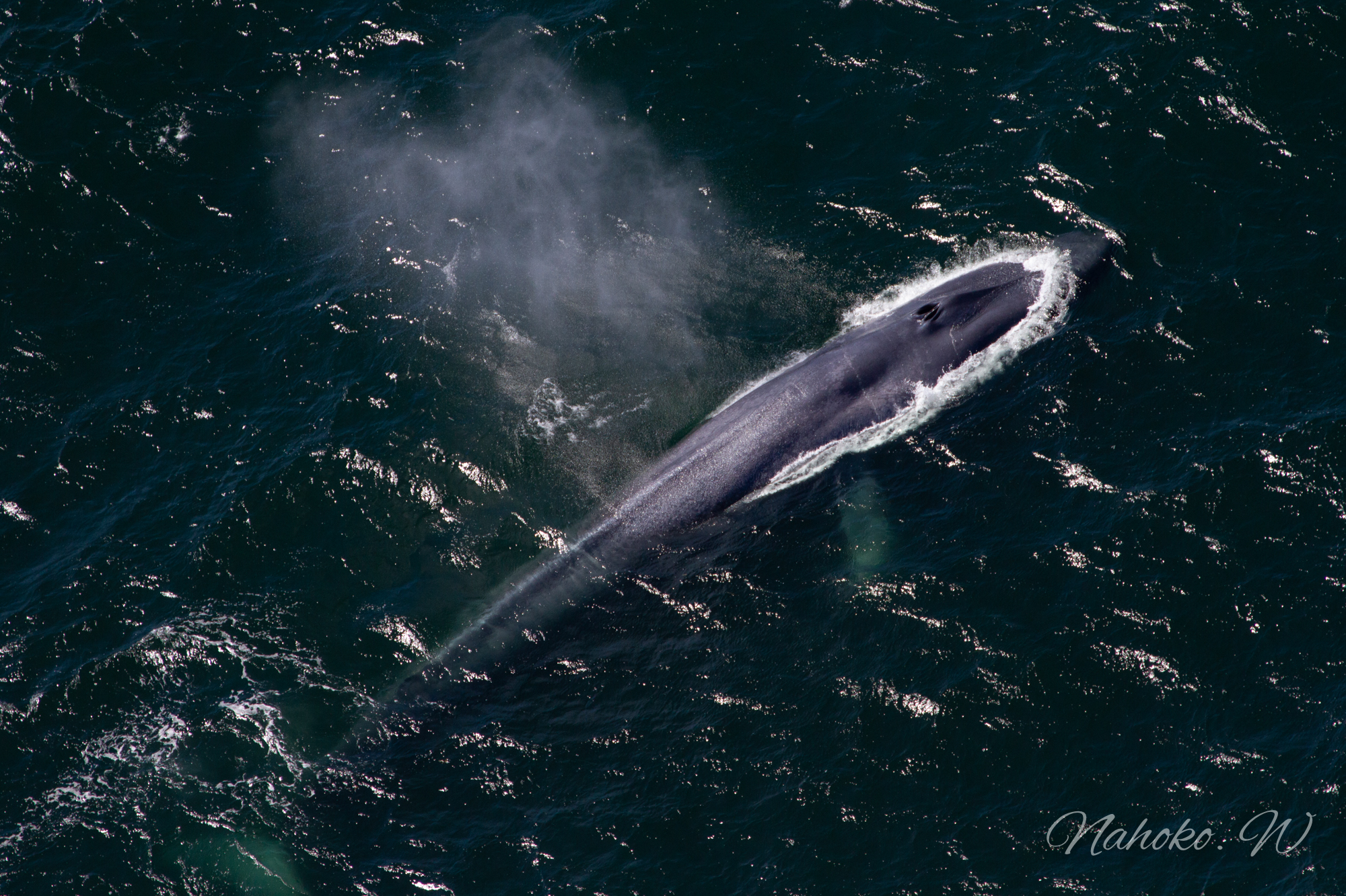 Blue whale_America